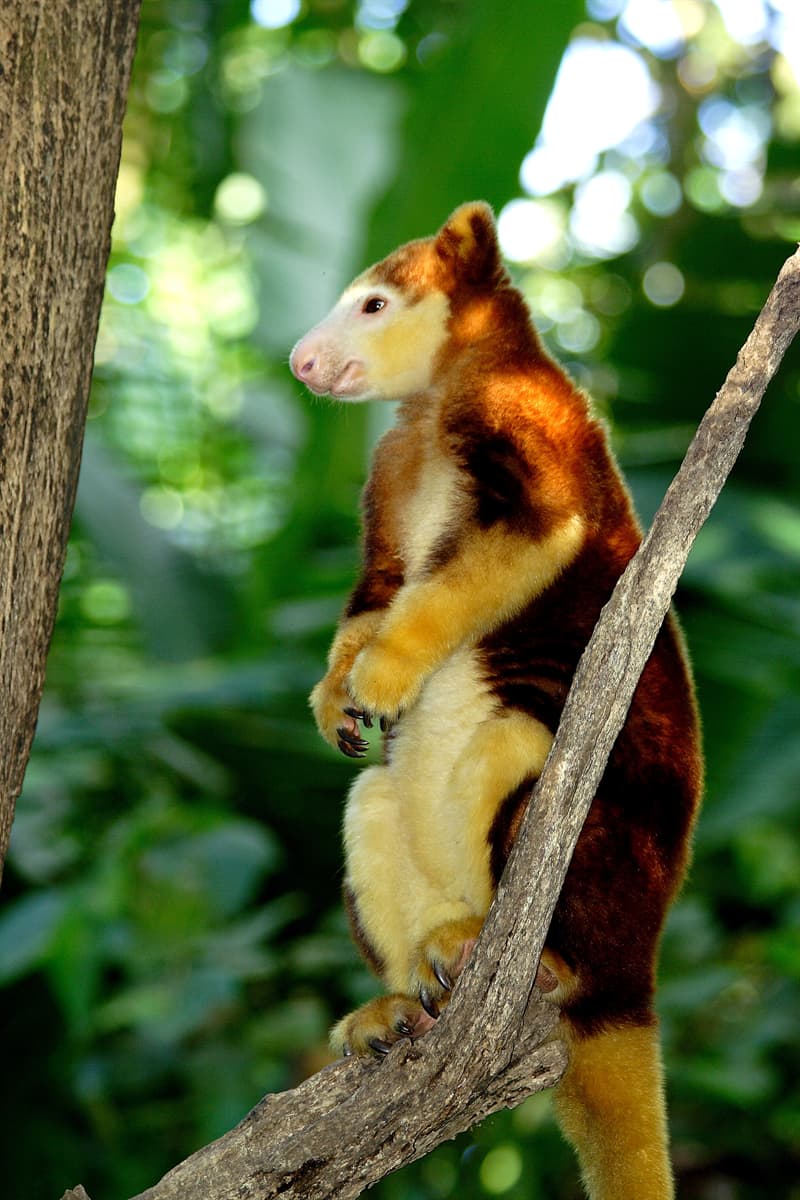 5-cool-facts-about-the-tree-kangaroo-5-tree-kangaroo-facts-quizzclub