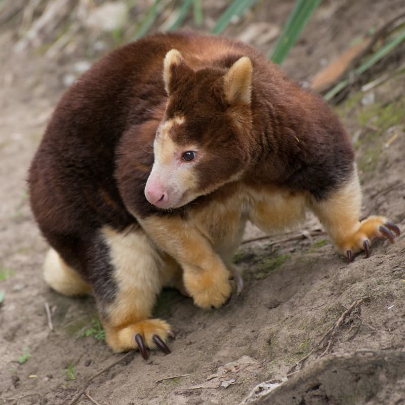 tree kangaroo stuffed animal