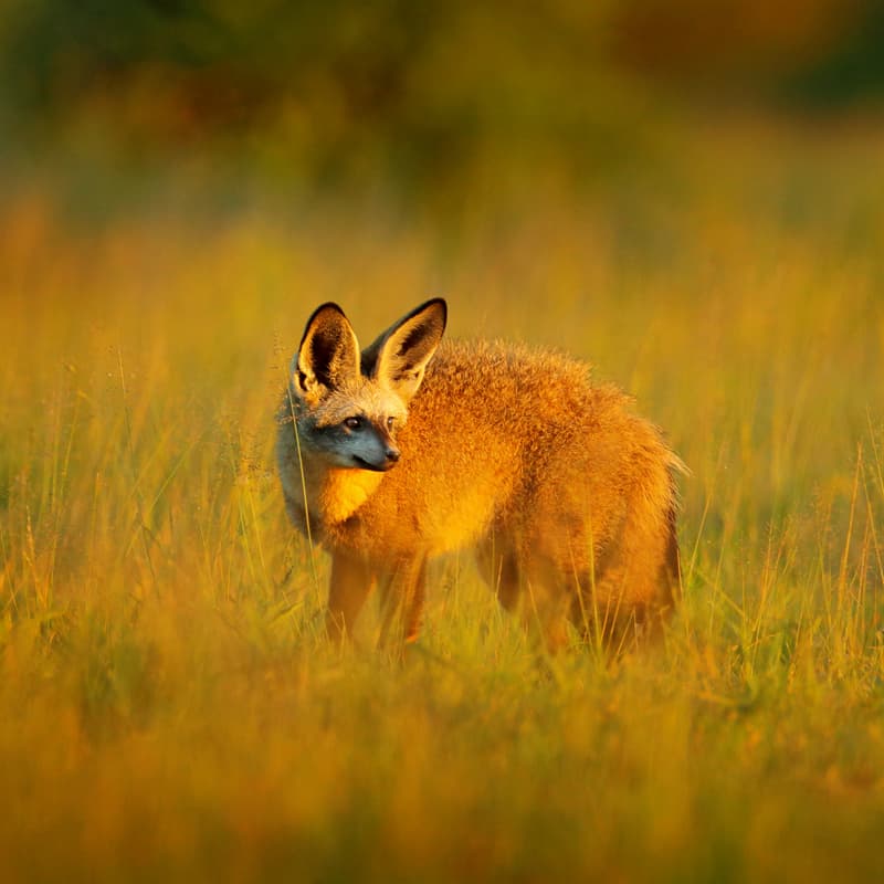 #3 They help local farmers Nature Story: bat-eared fox facts termites
