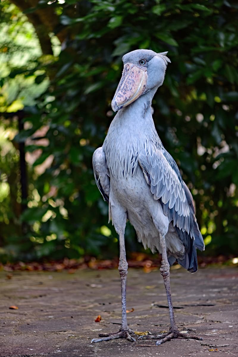shoebill storks height