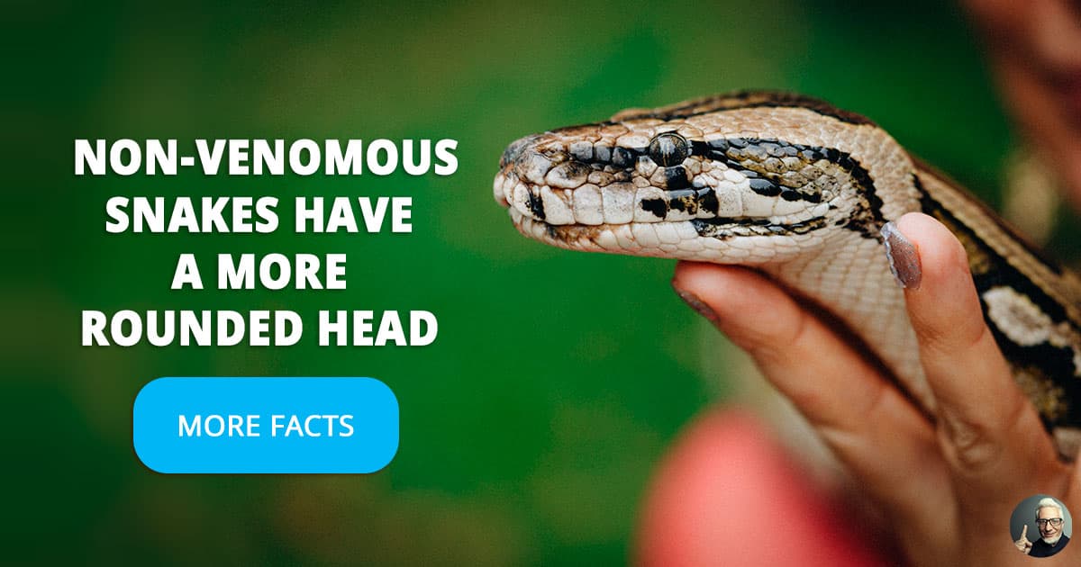 6 beautiful pictures of colorful non-venomous... | QuizzClub