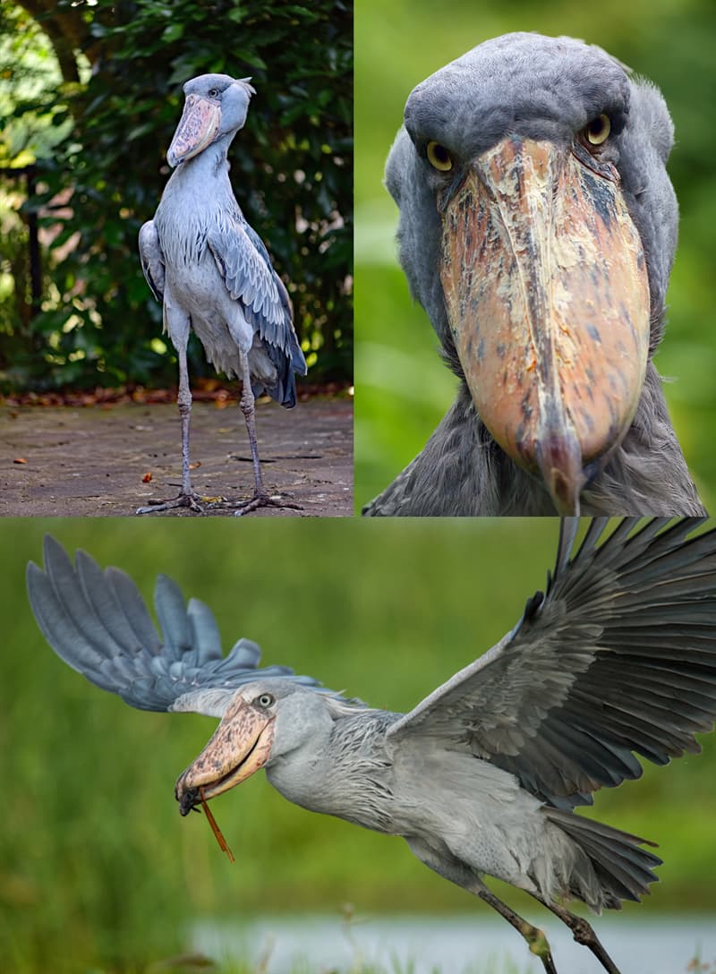 6 birds with weird beaks 6 birds wit… 