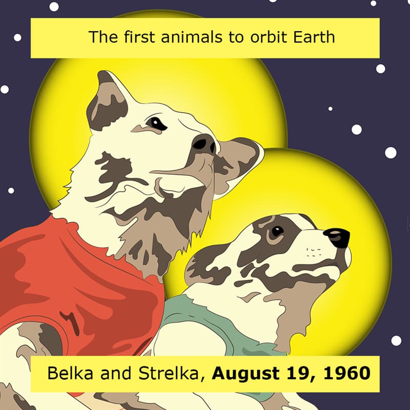 #3 The first animals to successfully orbit the planet – 1960 Science Story: Space firsts the first animals to orbit earth 1960