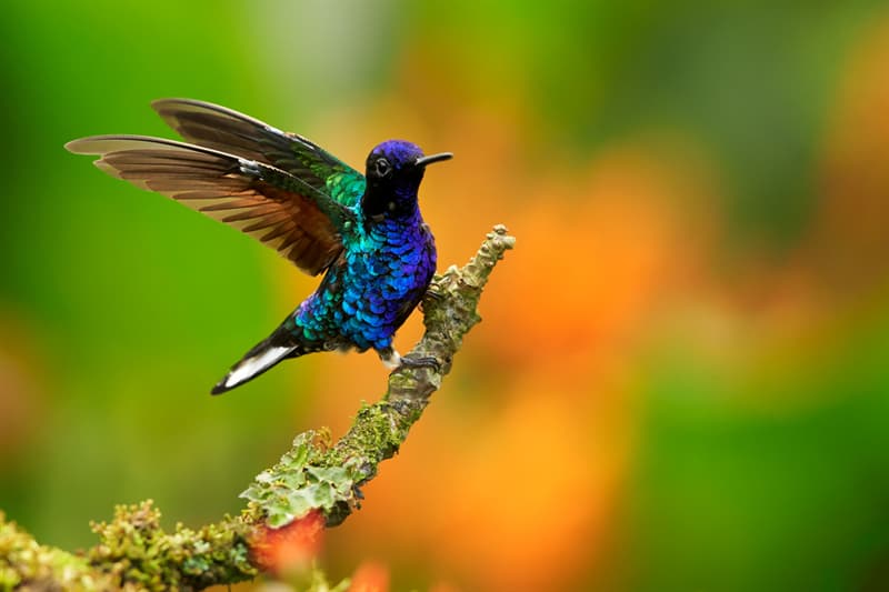 #1 Velvet-Purple Coronet, a species of hummingbird Nature Story: Velvet-purple coronet