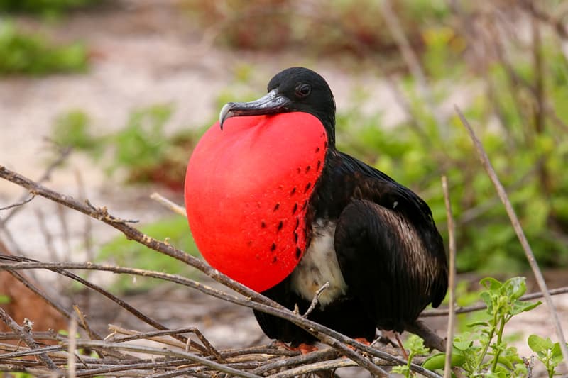 #2 Magnificent Frigatebird Nature Story: Magnificent Frigatebird