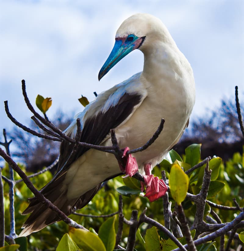 #8 Red-footed booby Nature Story: Birds of Ecuador