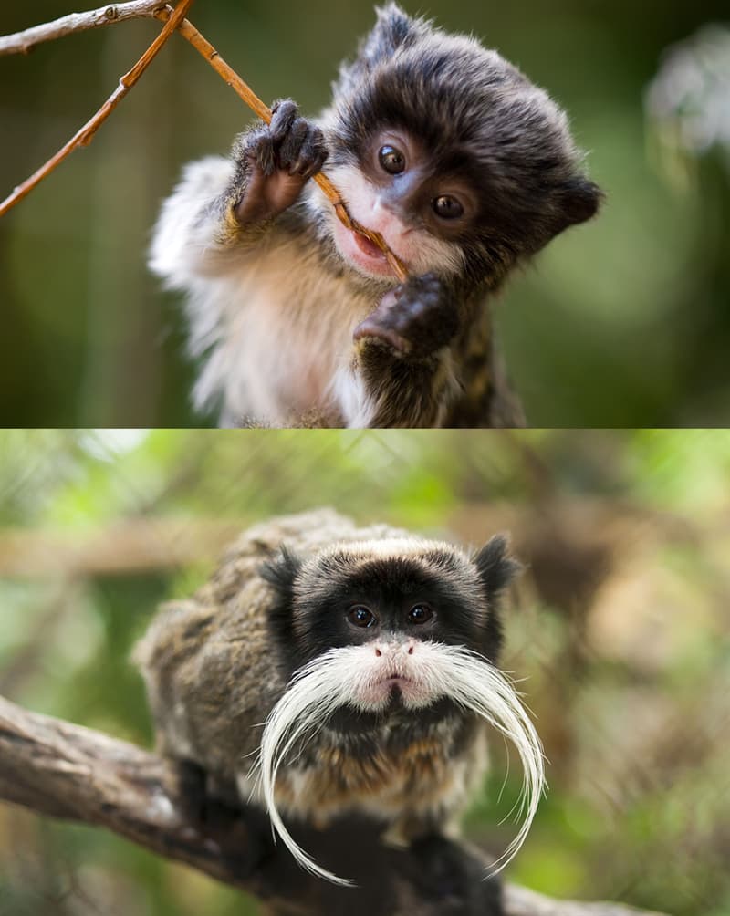 #4 This baby emperor tamarin will grow up to have a wonderful white mustache Nature Story: Baby emperor tamarin