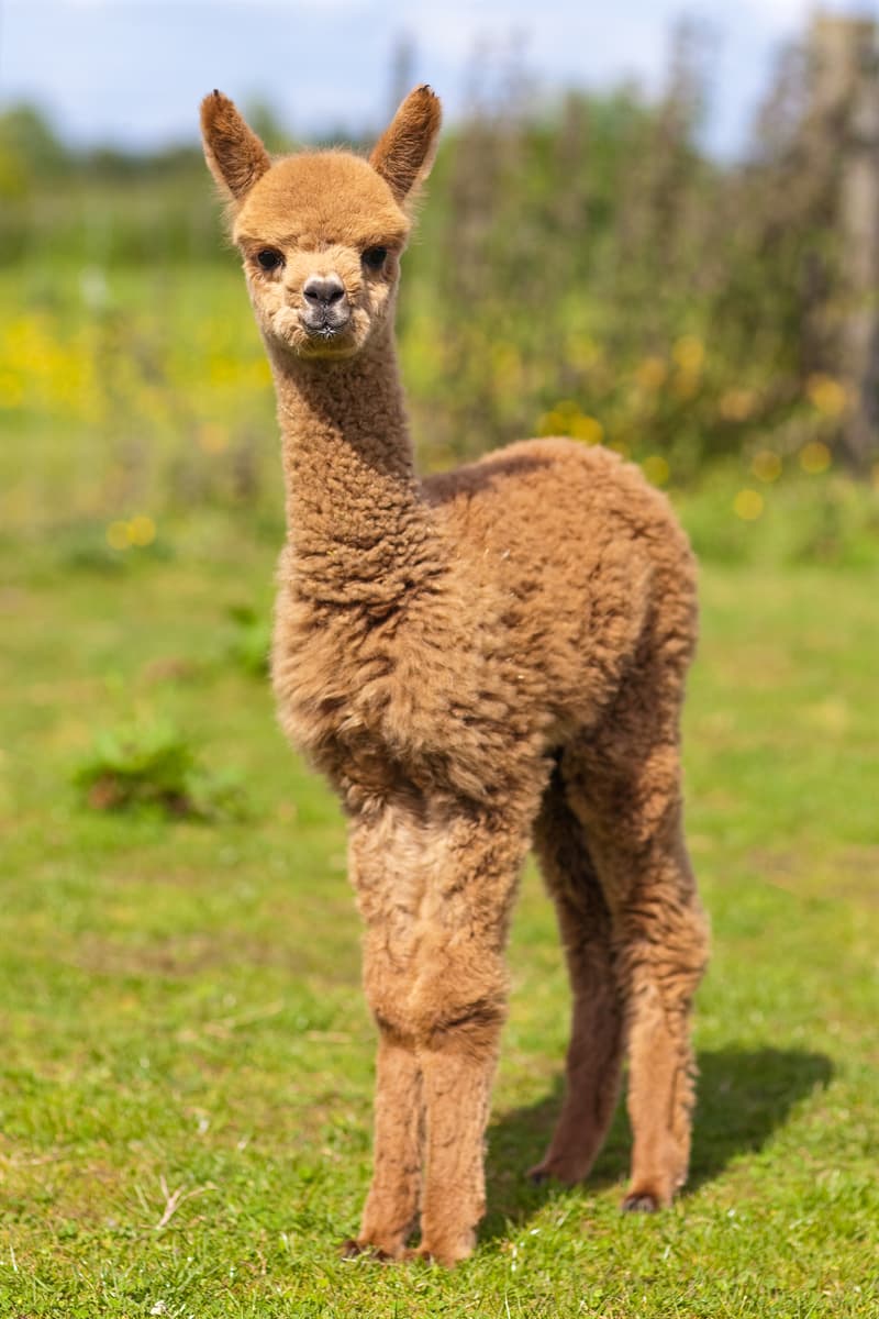 10 pictures of llamas and alpacas that will... These 10 ...