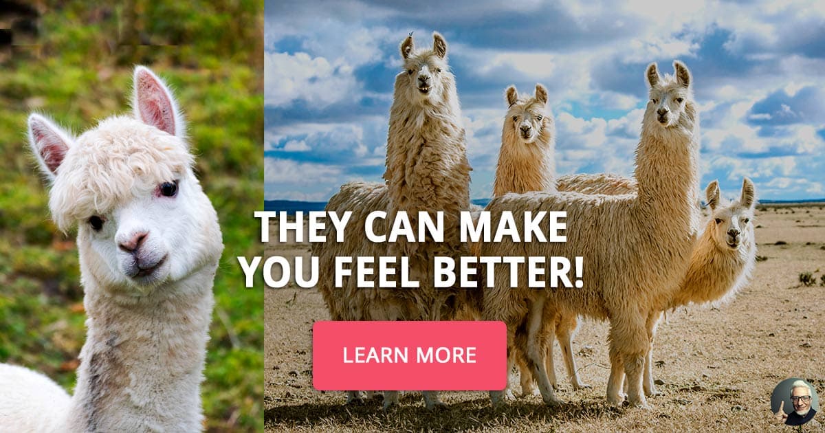10 pictures of llamas and alpacas that will... These 10 pictures of