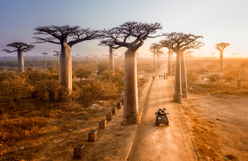 #1 Many large baobabs live to be more than a thousand years old Geography Story: Baobab tree age