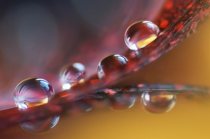 Feathers catch a lot of droplets and don't let them soak in: Nature Story: Macro photography water droplets on a feather