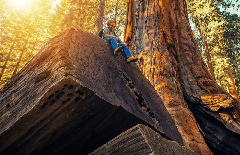 #1 Giant sequoia trees are very impressive Geography Story: Giant Sequoias