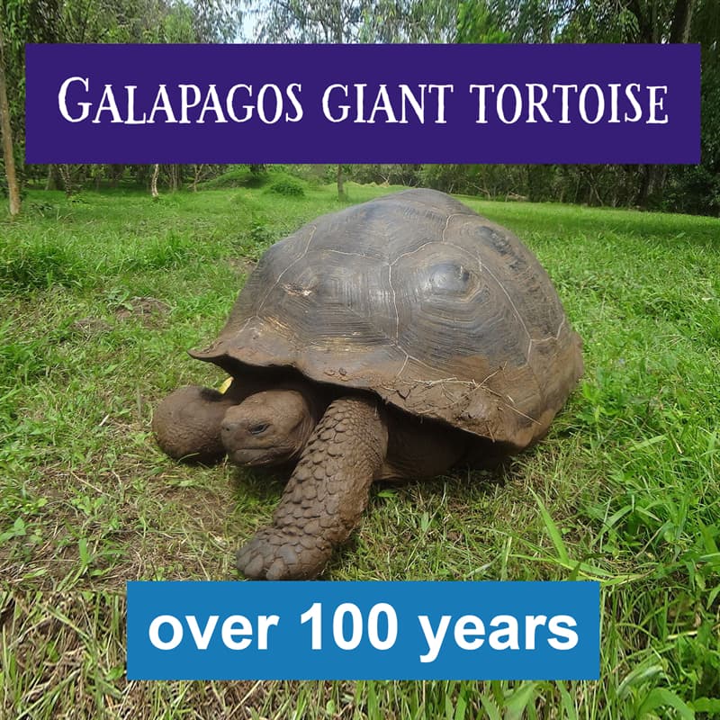 #4 Being the largest living species of tortoise on Earth, the Galápagos giant tortoise is also one of the longest-living vertebrates Nature Story: galapagos tortoise lifespan