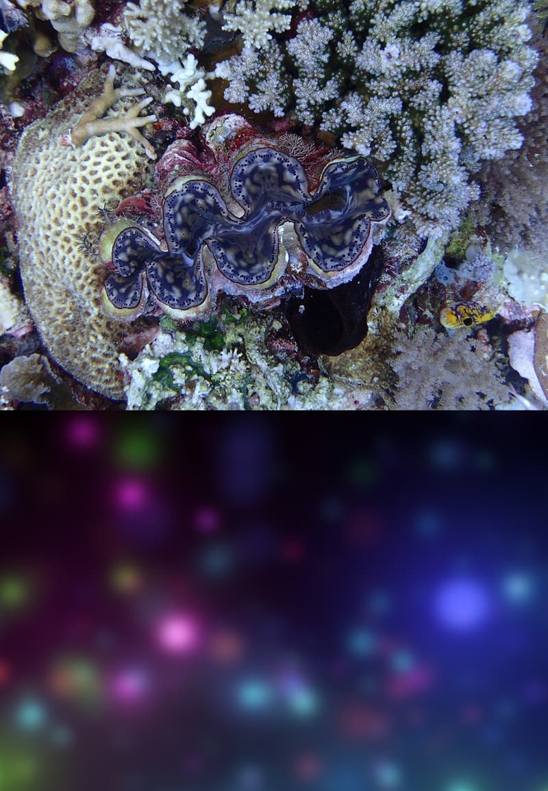 #1 Giant clams see colorful blobs Nature Story: #1 Giant clams see colorful blobs