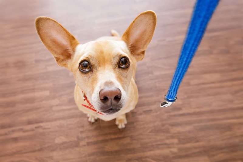#6 Dogs know what you are going to do animals Story: Dogs know what you are going to do facts about dogs