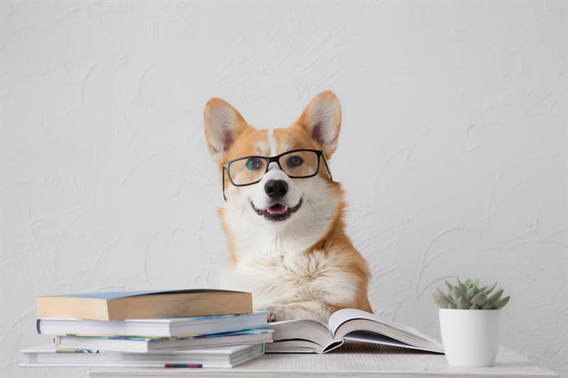 #7 Dogs separate emotions and meaning of words animals Story: Dogs separate emotions and meaning of words facts about dogs