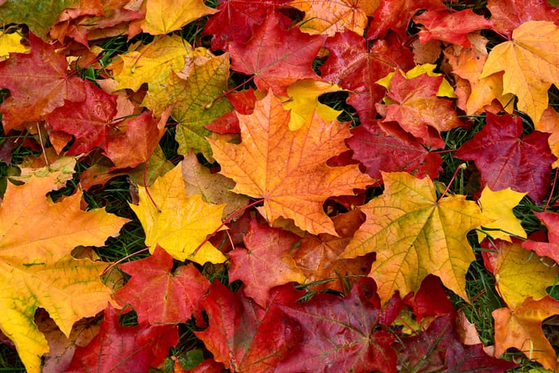 #8 The true color of leaves is the one we see in autumn. In spring and summer leaf cells contain a lot of chlorophyll and it makes leaves green. Society Story: jaw dropping facts - color of leaves