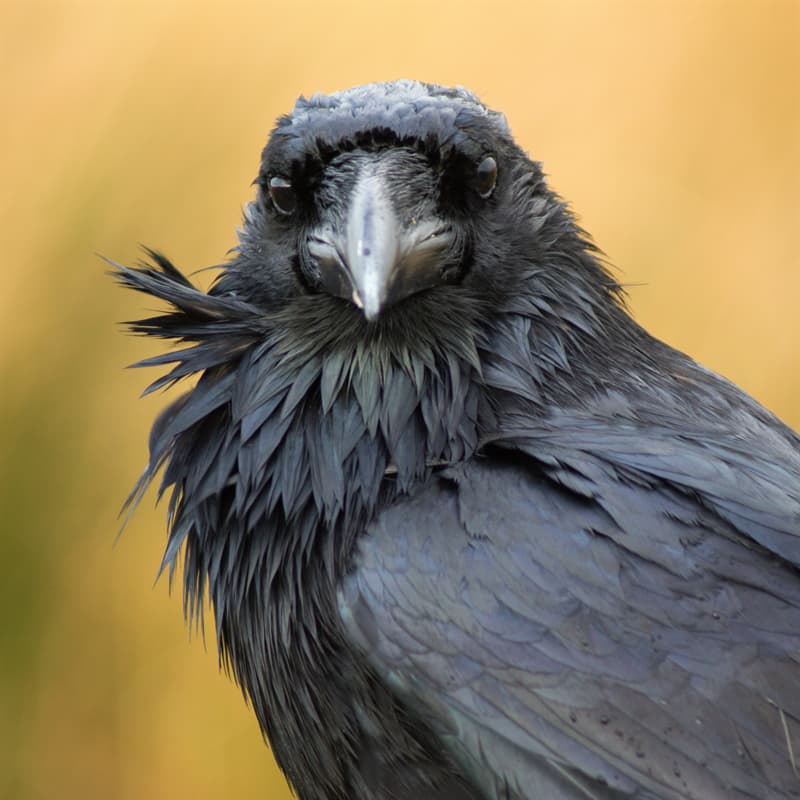 5 Facts About Ravens 5 Facts About Ravens Quizzclub