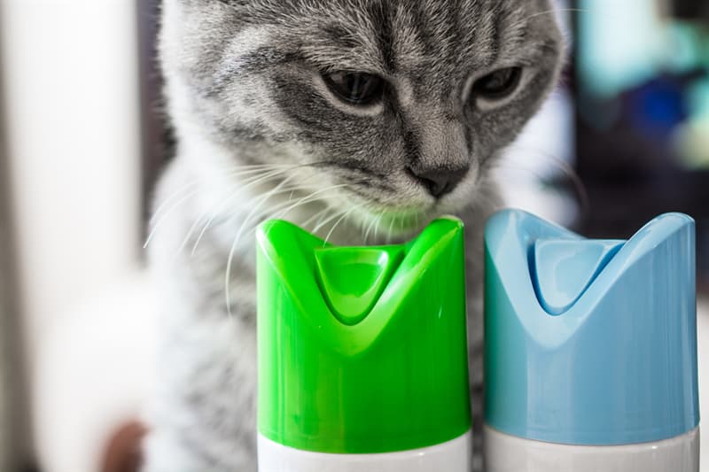 #1 Air fresheners can cause thyroid problems in cats. They become nervous and lose weight. animals Story: pets at home - health problems in pets -hidden dangers for pets