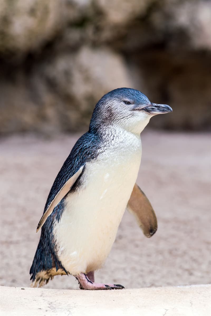 #6 It's a perfect place to see penguins in the wild Geography Story: Facts about New Zealand penguins