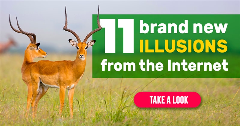 11 optical illusions that will trick your brain | QuizzClub