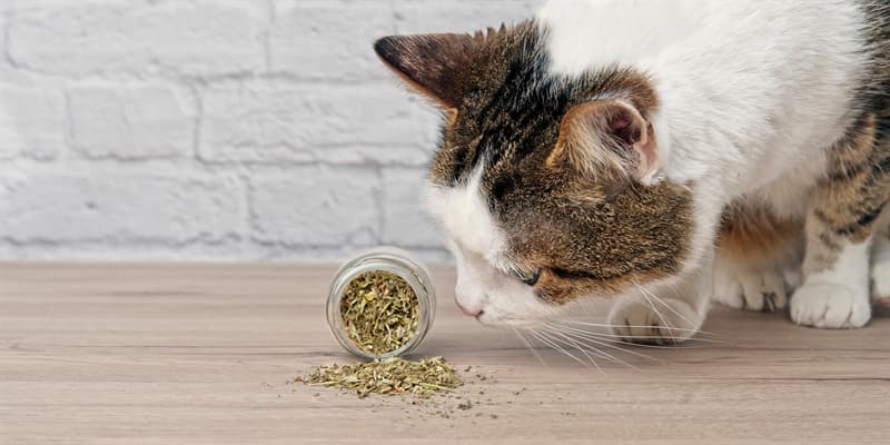 #4 Not Every Cat Does Respond to Catnip Nature Story: #4 Not Every Cat Does Respond to Catnip