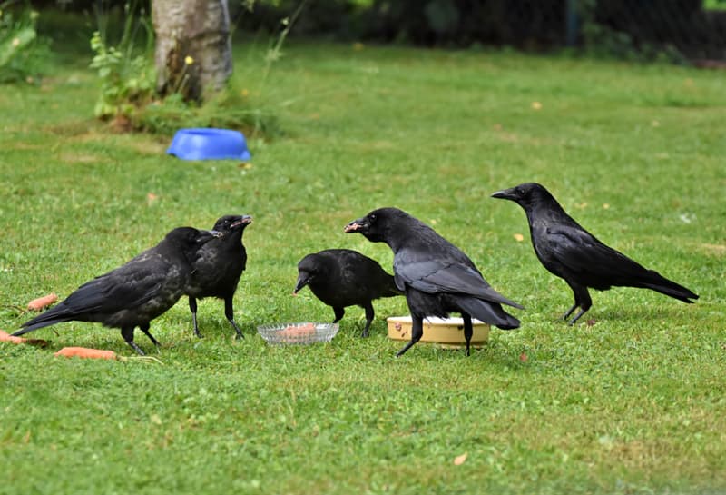 #6 Crows are family-oriented birds animals Story: unbelievable facts crows crow facts facts about birds family birds