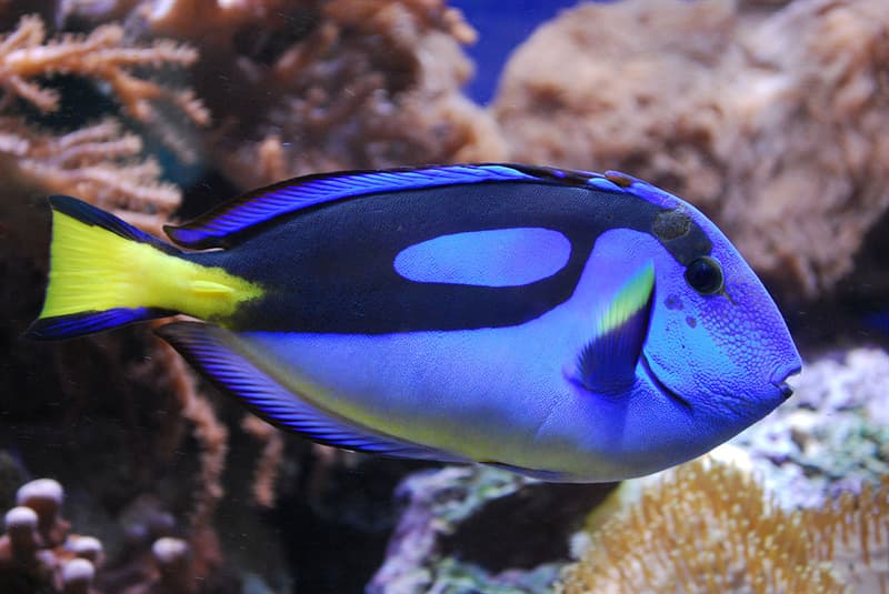 #10 Blue tang Nature Story: #10 Blue tang
