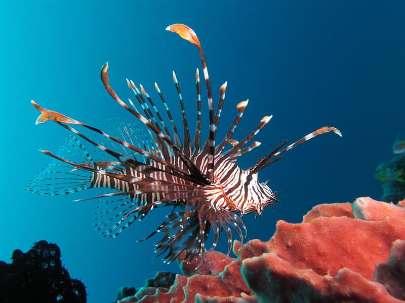 #2 Lionfish Nature Story: #2 Lionfish
