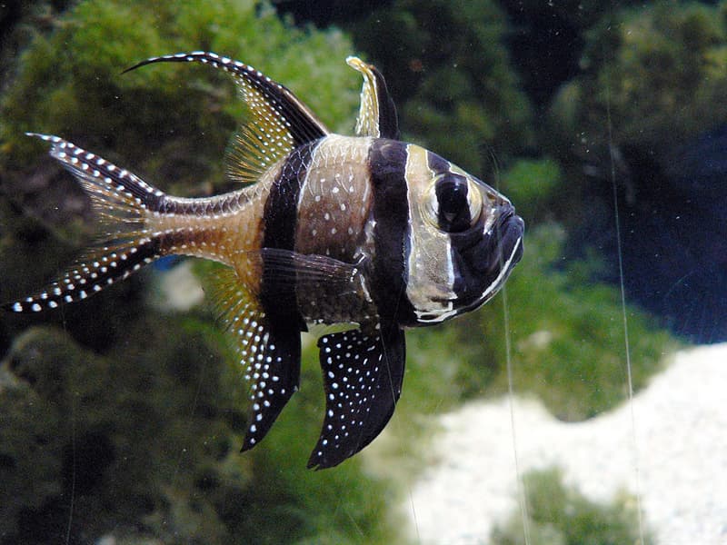 #6 Banggai cardinalfish Nature Story: #6 Banggai cardinalfish