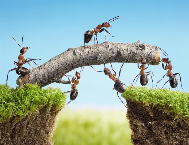 #9 See how teamwork looks in the eyes of these ants... Culture Story: #9 See how teamwork looks in the eyes of these ants...