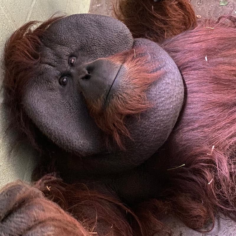 And the animals in the zoo seem completely chilled and happy too! Nature Story: And the animals in the zoo seem completely chilled and happy too!