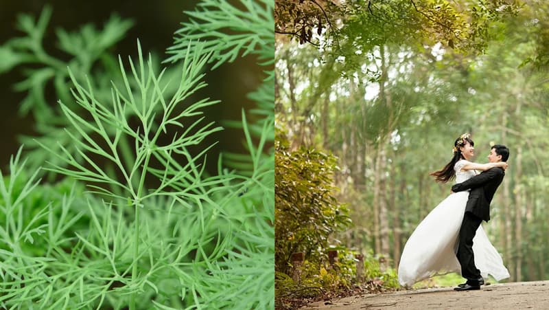 #3 Dill to attract love and happiness Science Story: #3 Dill to attract love and happiness