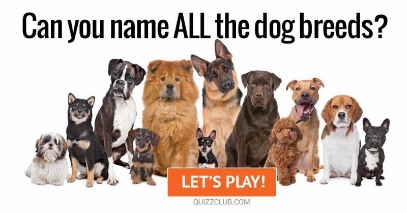 Can You Name ALL The Dog Breeds? Trivia Quiz
