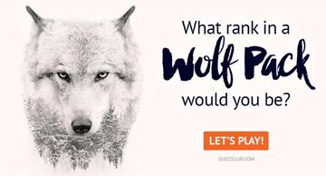 Quiz Test: What Rank in a Wolf Pack Would You Be?