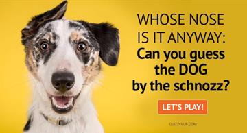 animals Quiz Test: Whose Nose Is It Anyway: Can You Guess The Dog By The Schnozz?