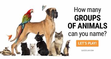 Quiz Test: How Many Groups Of Animals Can You Name?