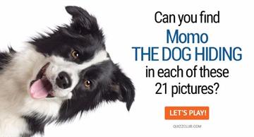 animals Quiz Test: Can You Find Momo The Dog Hiding In Each Of These 21 Pictures?