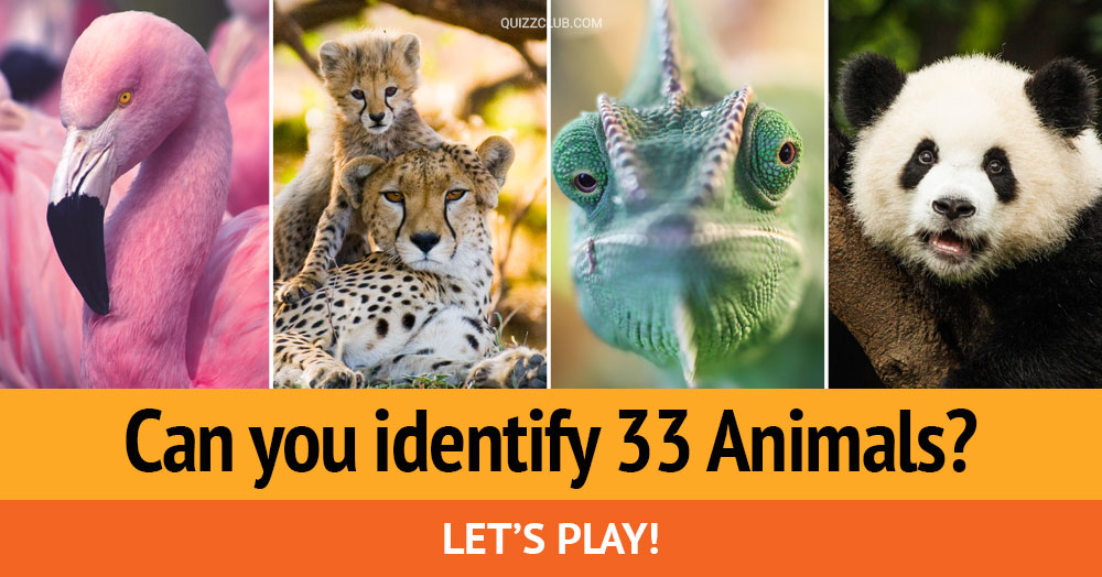 Can You Identify 33 Animals Every... | Trivia Quiz | QuizzClub