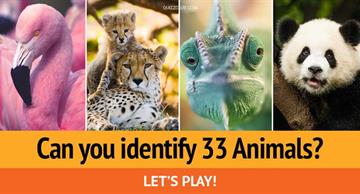 animals Quiz Test: Can You Identify 33 Animals Every Adult Should Know?
