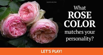 Personality Quiz Test: What Rose Color Matches Your Personality?