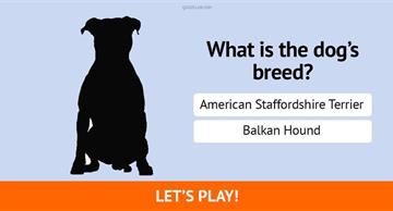 Quiz Test: Only 1 In 10 Real Dog Lovers Can Recognize All Of These Dog Breeds