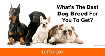 Personality Quiz Test: What's The Best Dog Breed For You To Get?