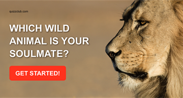 Personality Quiz Test: Which Wild Animal is Your Soulmate?