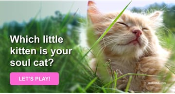 Personality Quiz Test: Which Little Kitten Is Your Soul Cat?