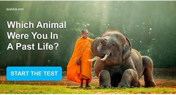 Personality Quiz Test: Which Animal Were You In A Past Life?