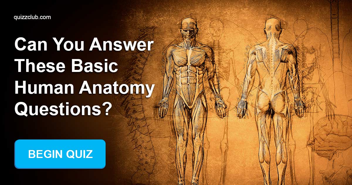 Human Body Anatomy Questions - Human Anatomy