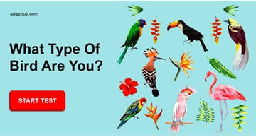 Personality Quiz Test: What Type of Bird Are You?