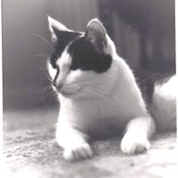 Frances Green