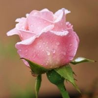 Shamsun Nahar
